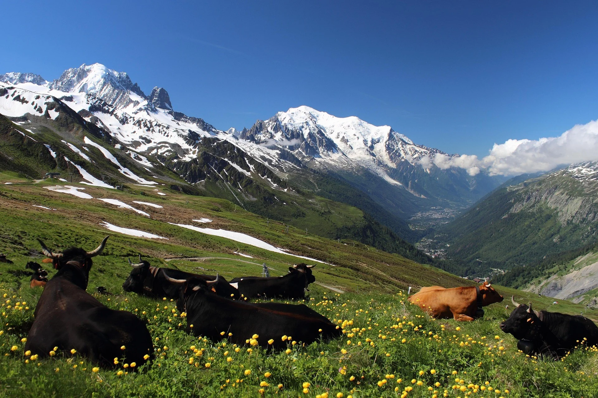 Foto - Landschaft in den Alpen mit Kühen